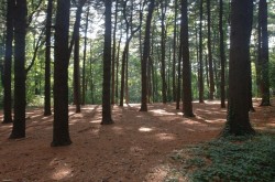 Miško vertės nustatymas